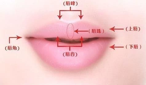 唇形