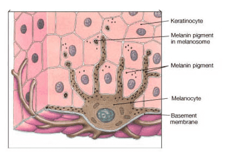 melanocyte