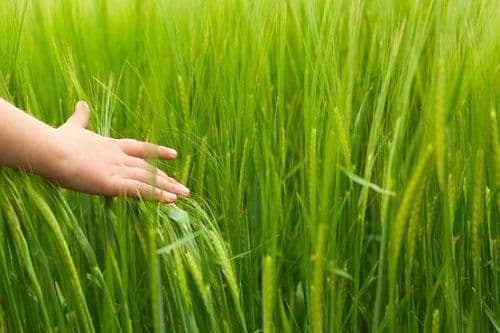 phytodermatitis