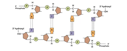 polynucleotide