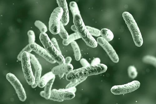 Mycobacterium abscessus