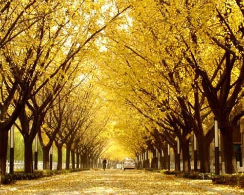 Autum