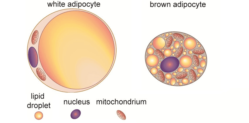 adipocyte