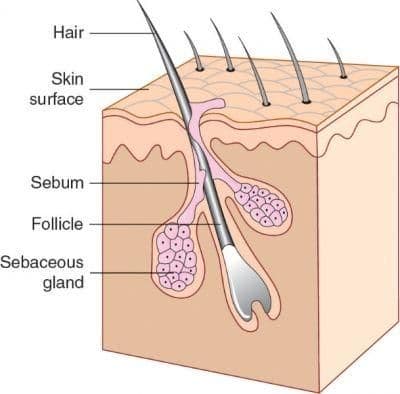 pilosebaceous-unit