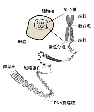 telomere